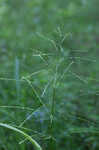 Savannah-panicgrass